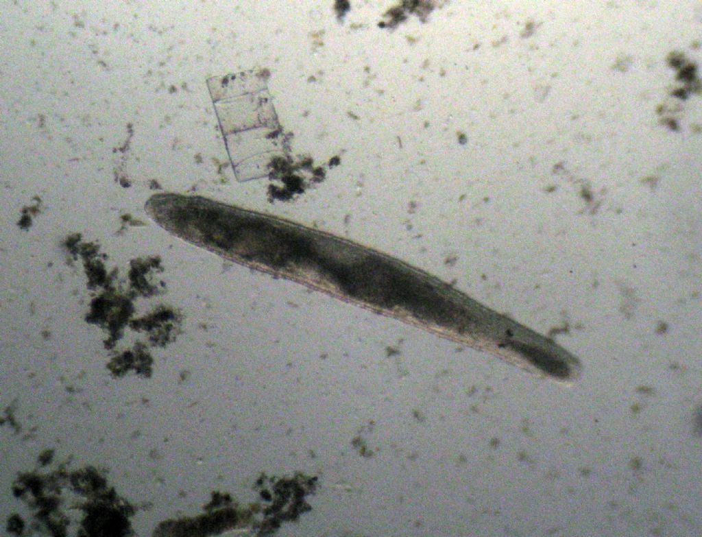 Turbellaria del mar Ligure