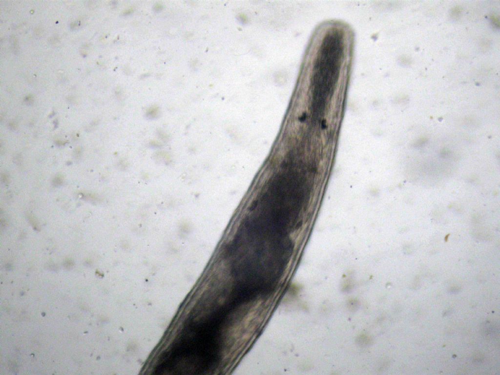 Turbellaria del mar Ligure