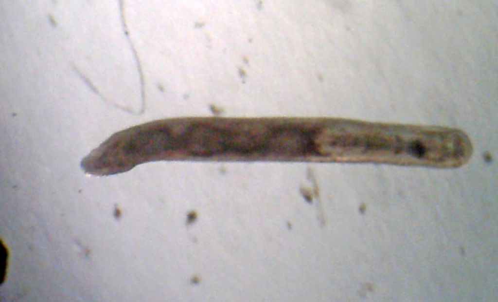 Turbellaria del mar Ligure