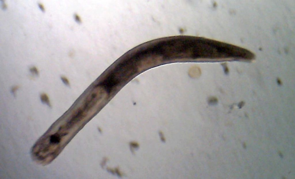 Turbellaria del mar Ligure