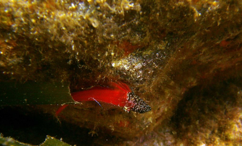 Tripterygion melanurus... a testa in gi
