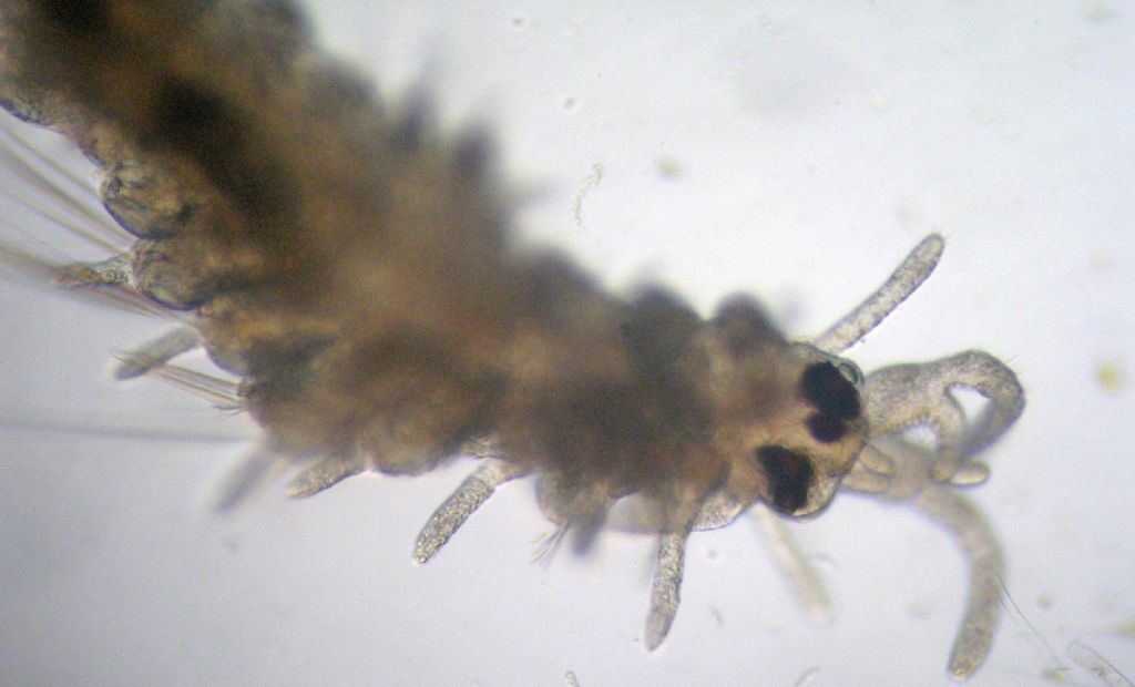 Anellidi policheti quasi microscopici