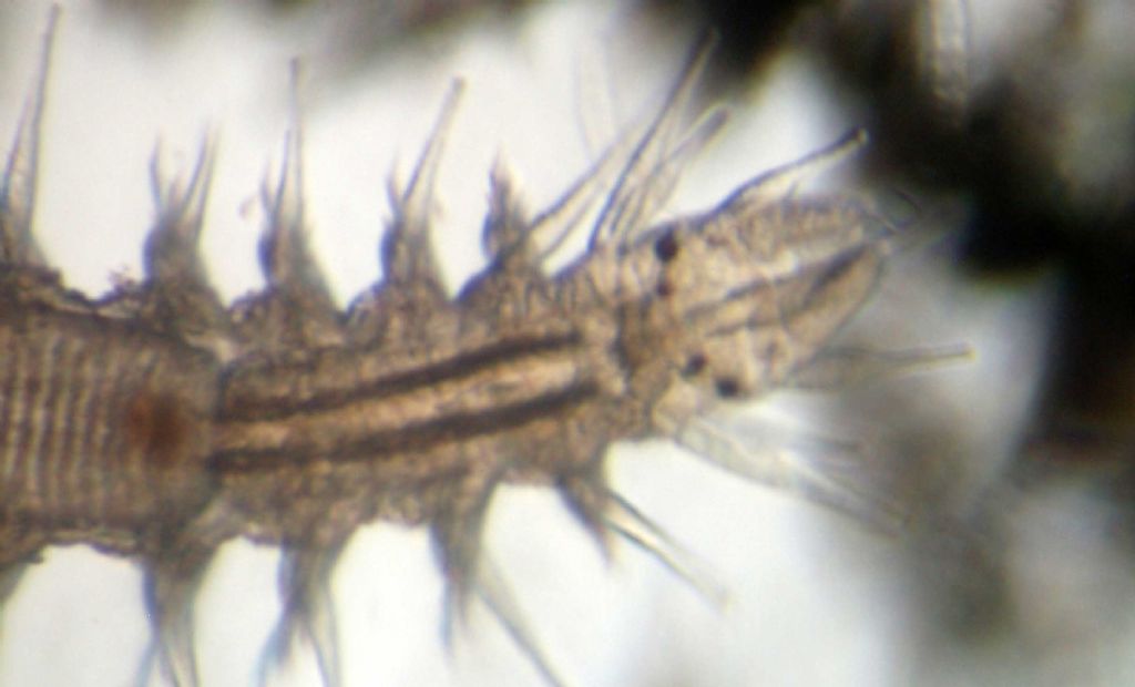 Salvatoria sp.? Vediamo se ho imparato...  Sì !