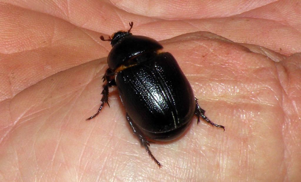 Pentodon bidens punctatus (Dynastidae)