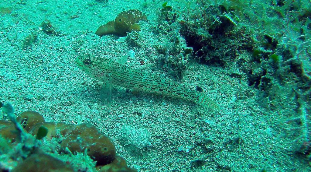 Gobius fallax dalla Croazia