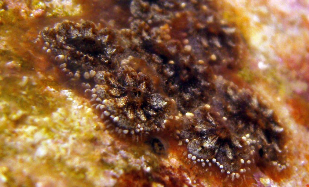 Meraviglia sotto una pietra:  Botryllus schlosseri
