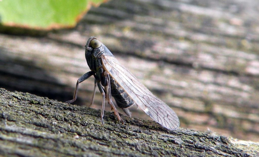 Fulgoromorpha Cixiidae?  S, Reptalus cfr panzeri