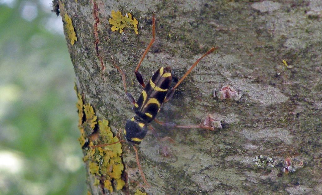 Cerambicidae: Xylotrechus arvicola? Sì !