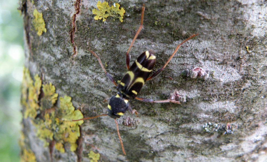 Cerambicidae: Xylotrechus arvicola? Sì !