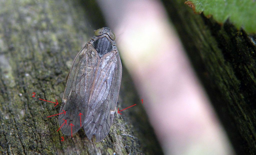 Fulgoromorpha Cixiidae?  S, Reptalus cfr panzeri