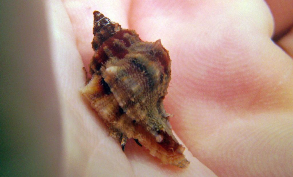 Mollusco greco