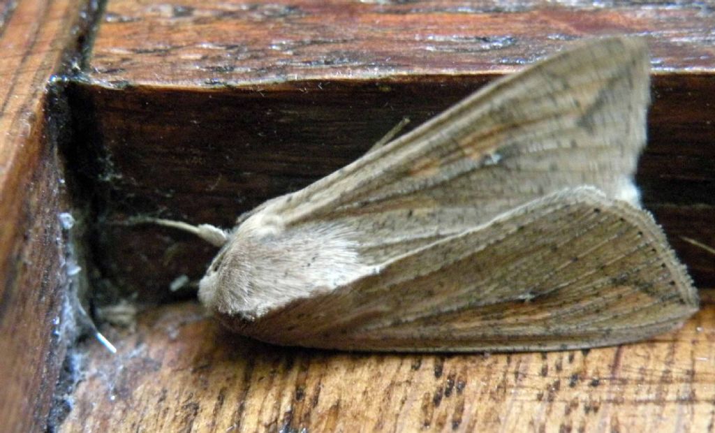 Sbiadita, troppo sbiadita? Mythimna (Pseudaletia) unipuncta, Noctuidae