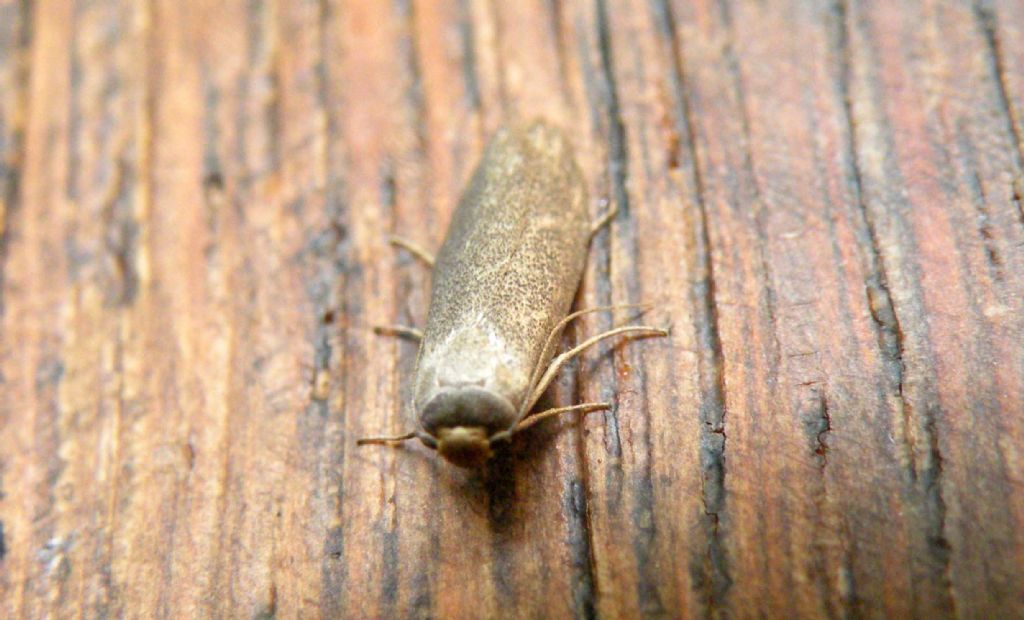 Boh.... Lampronia fuscatella? No. Achroia grisella - Pyralidae