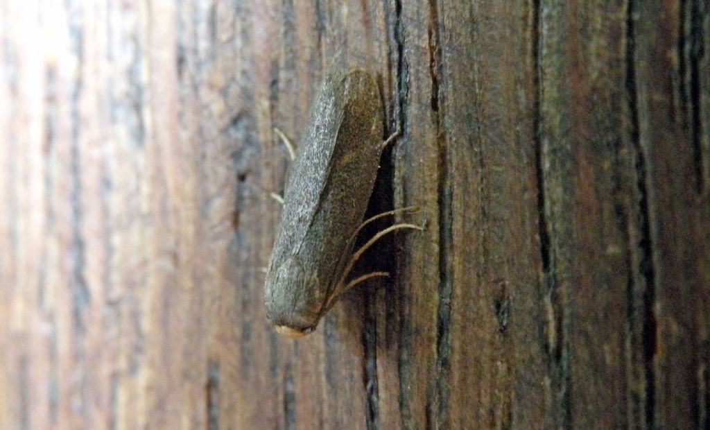 Boh.... Lampronia fuscatella? No. Achroia grisella - Pyralidae