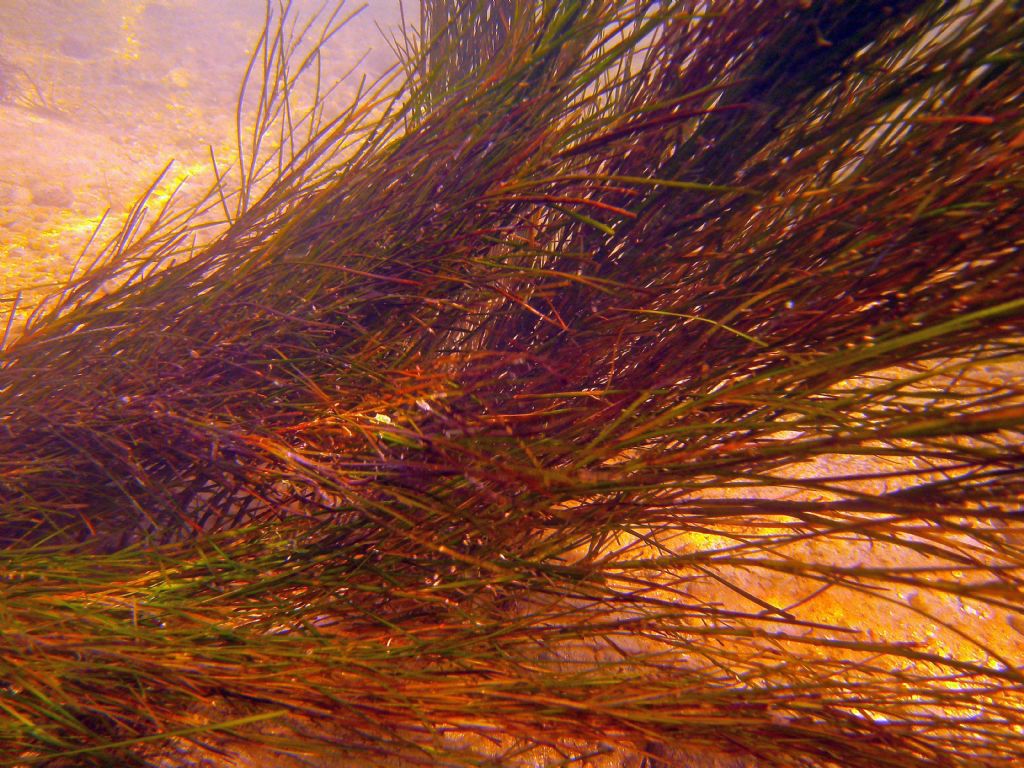 In fondo al Mincio