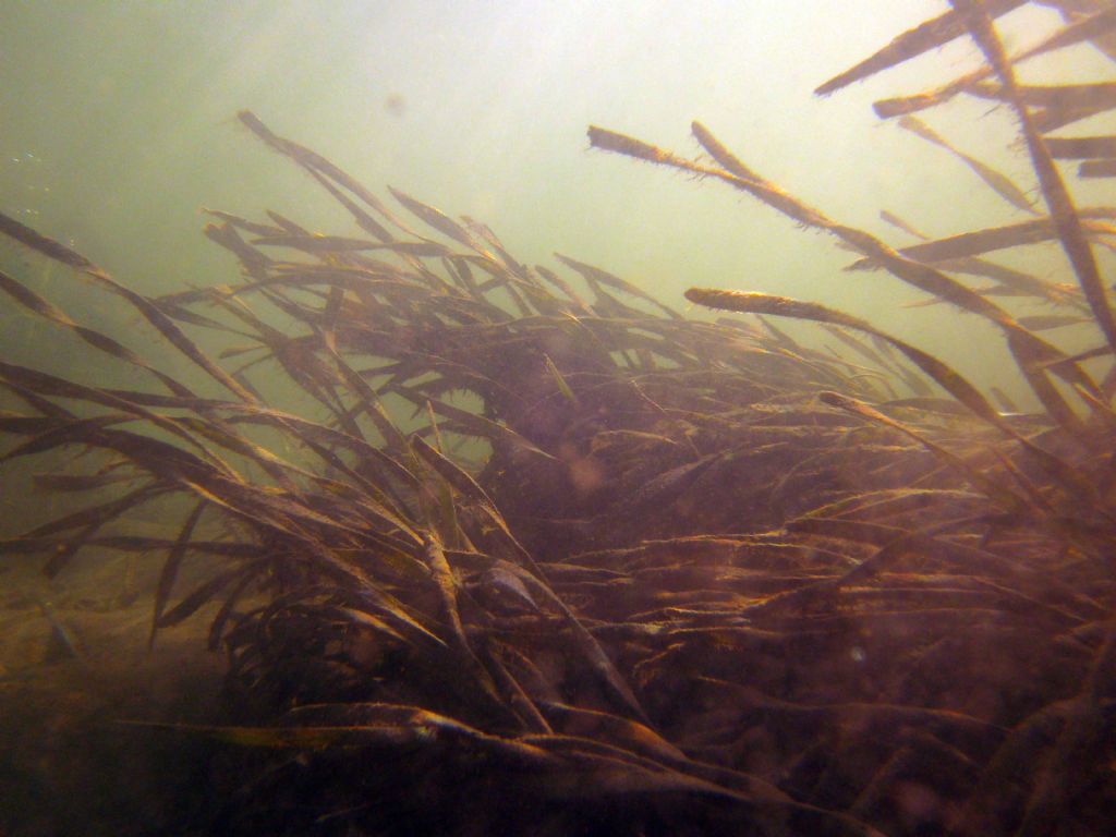 Cosa cresce in fondo al fiume...