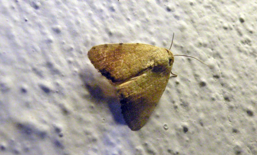 Forse Ocneria rubea? No, Xanthodes albago - Noctuidae