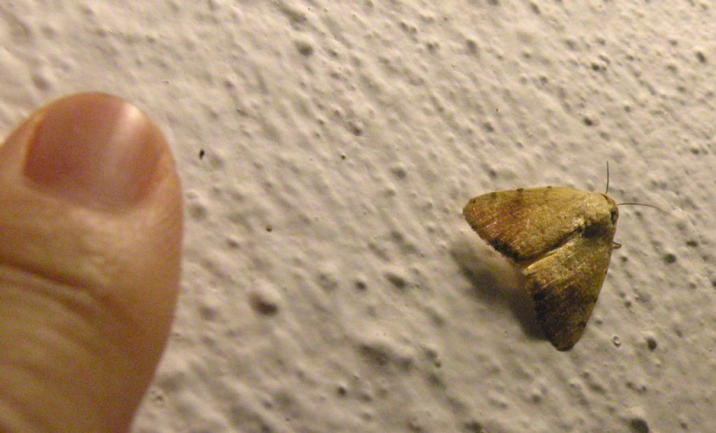 Forse Ocneria rubea? No, Xanthodes albago - Noctuidae