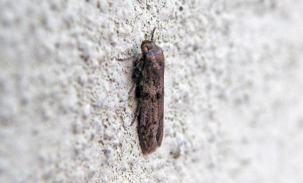 Da vicino e da lontano... Cfr. Blastobasis phycidella, Blasobasidae