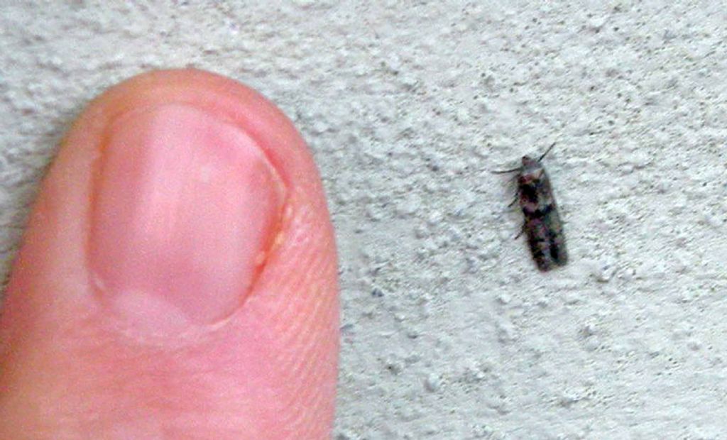 Da vicino e da lontano... Cfr. Blastobasis phycidella, Blasobasidae