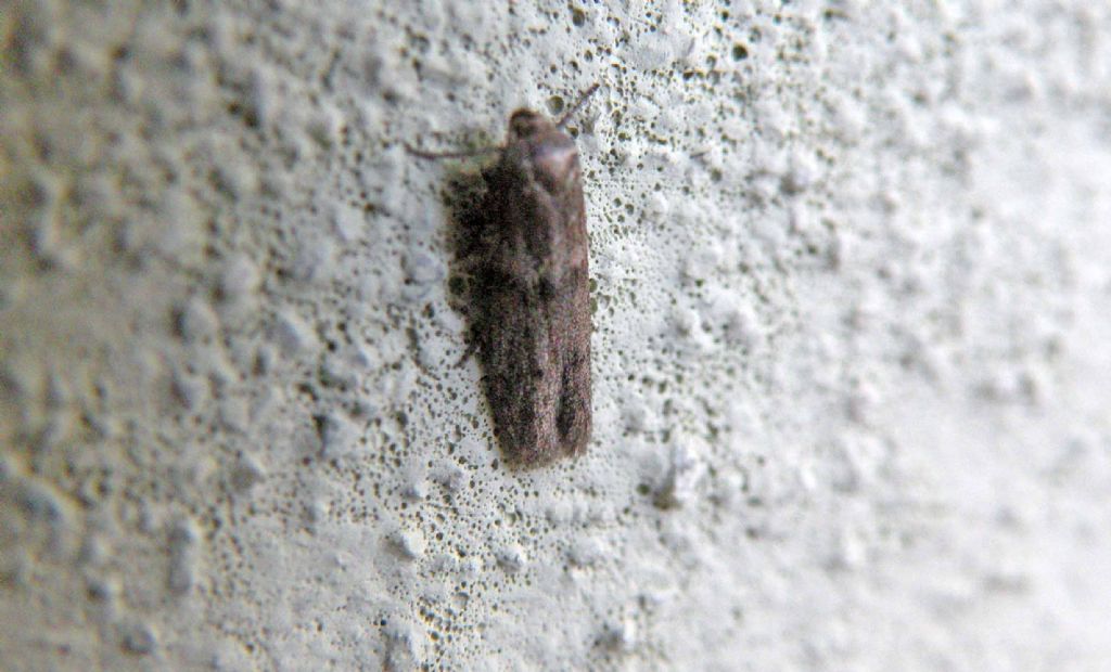 Da vicino e da lontano... Cfr. Blastobasis phycidella, Blasobasidae
