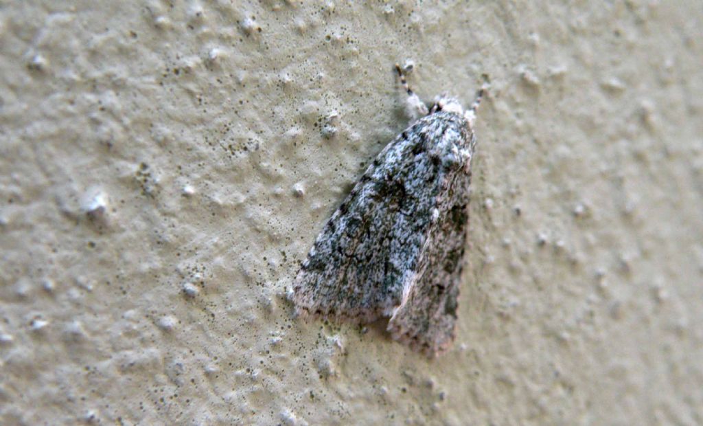 Noctuidae: Acronicta sp? o Nyctobrya muralis?   Nyctobrya muralis !