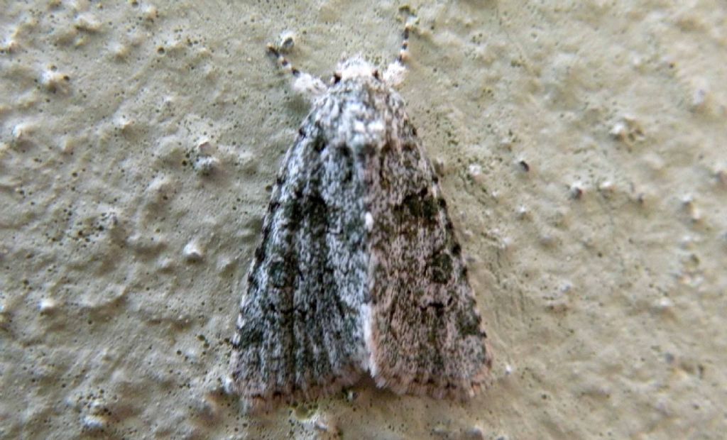 Noctuidae: Acronicta sp? o Nyctobrya muralis?   Nyctobrya muralis !