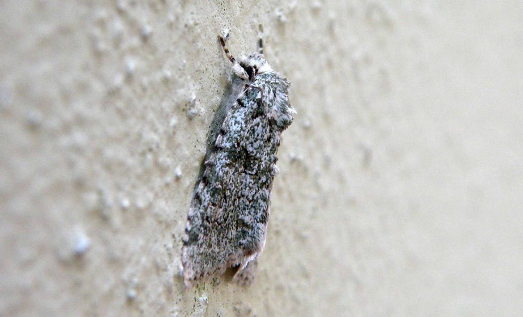 Noctuidae: Acronicta sp? o Nyctobrya muralis?   Nyctobrya muralis !