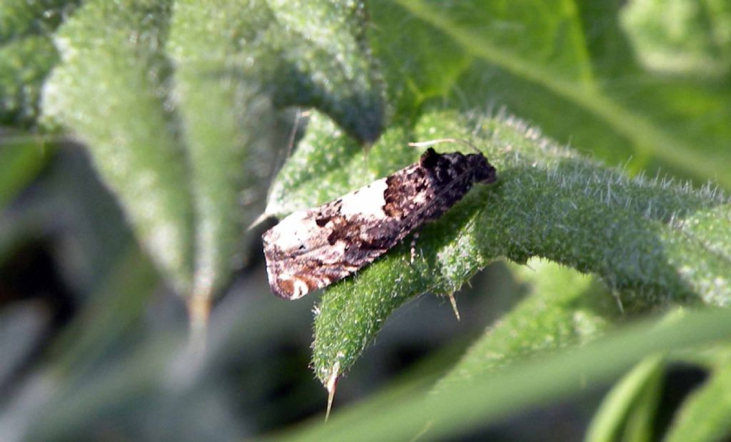 Tortricidae: Orthotaenia undulana?