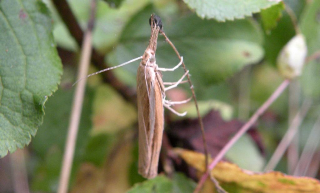 Crambidae di giorno... - Agriphila tristella