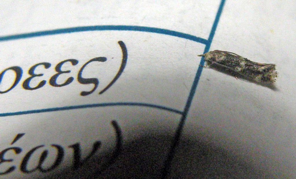 Un microlepidottero molto colto