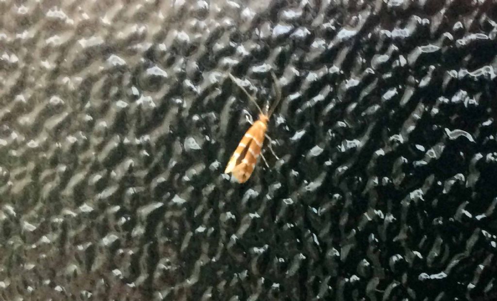 Microlepidottero dal dottore