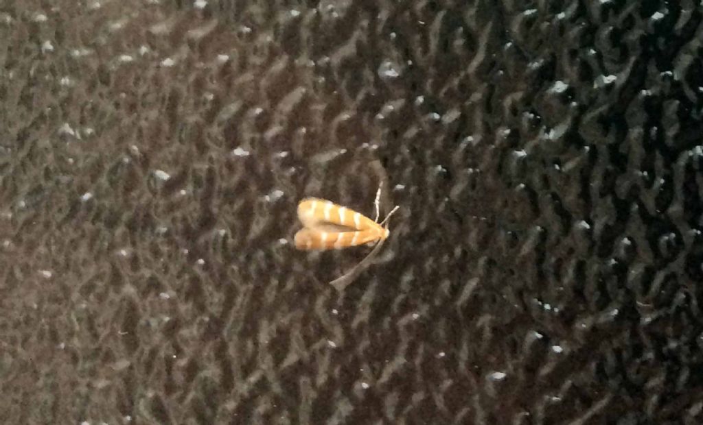 Microlepidottero dal dottore