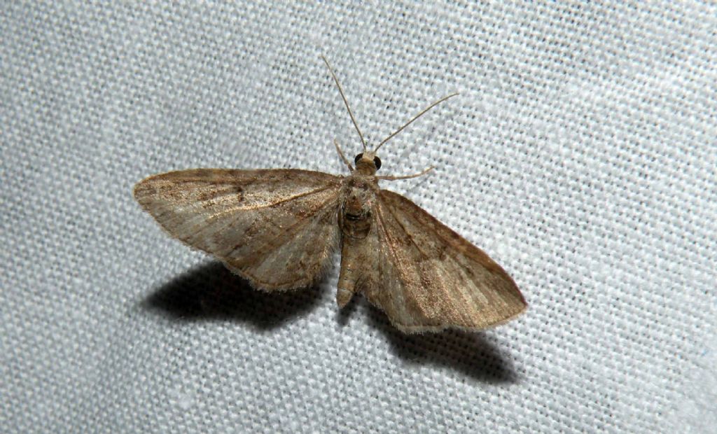 Scolorita ed anonima - Eupithecia sp., Geometridae