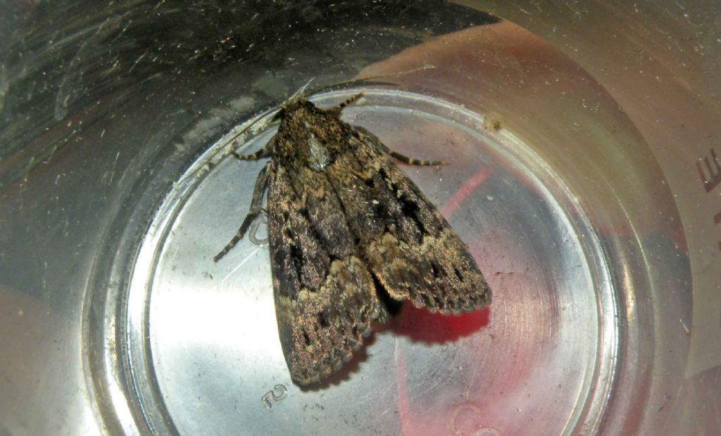 Noctuidae di notte - Amphipyra cfr. berbera