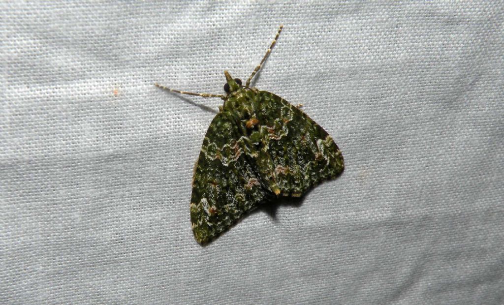 Chloroclysta siterata? S