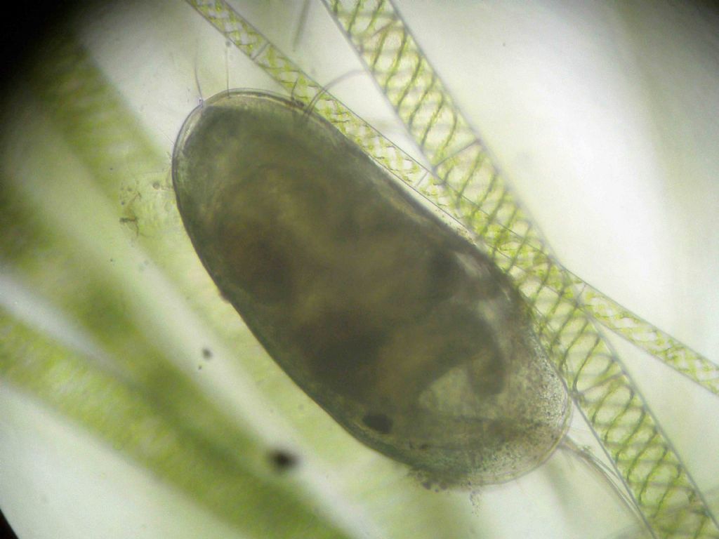 Forse Darwinula stevensoni...