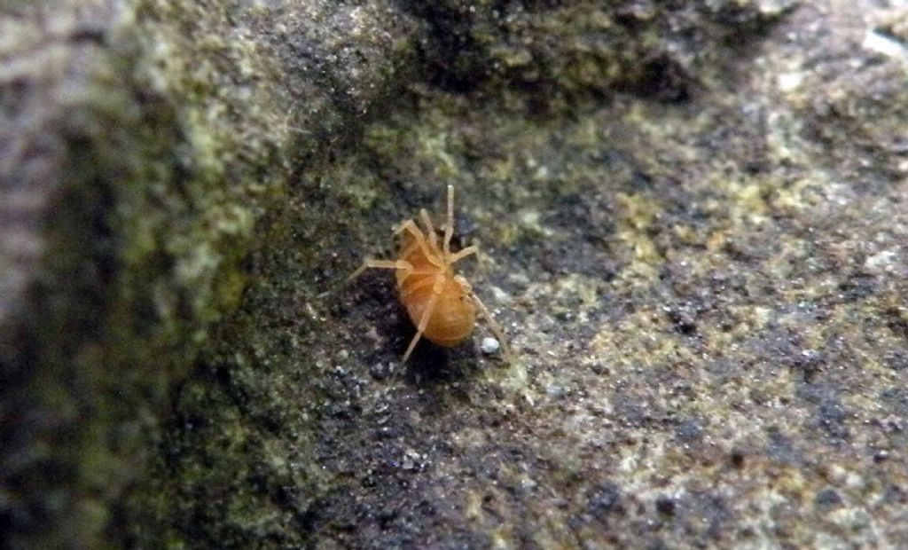 Phalangodidae? S: Scotolemon sp. (S. doriae o S. terricola)