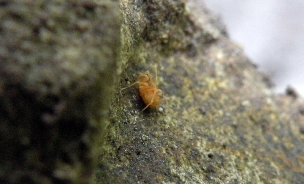 Phalangodidae? S: Scotolemon sp. (S. doriae o S. terricola)