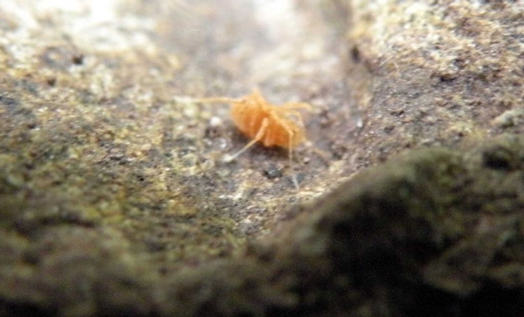 Phalangodidae? S: Scotolemon sp. (S. doriae o S. terricola)