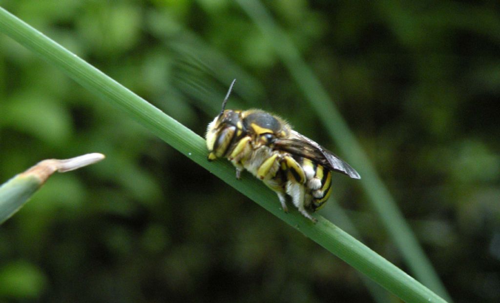 Anthidium florentinum, maschi  (Apidae Megachilinae)