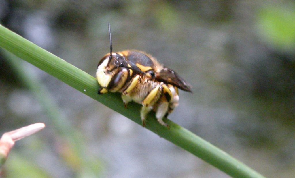 Anthidium florentinum, maschi  (Apidae Megachilinae)