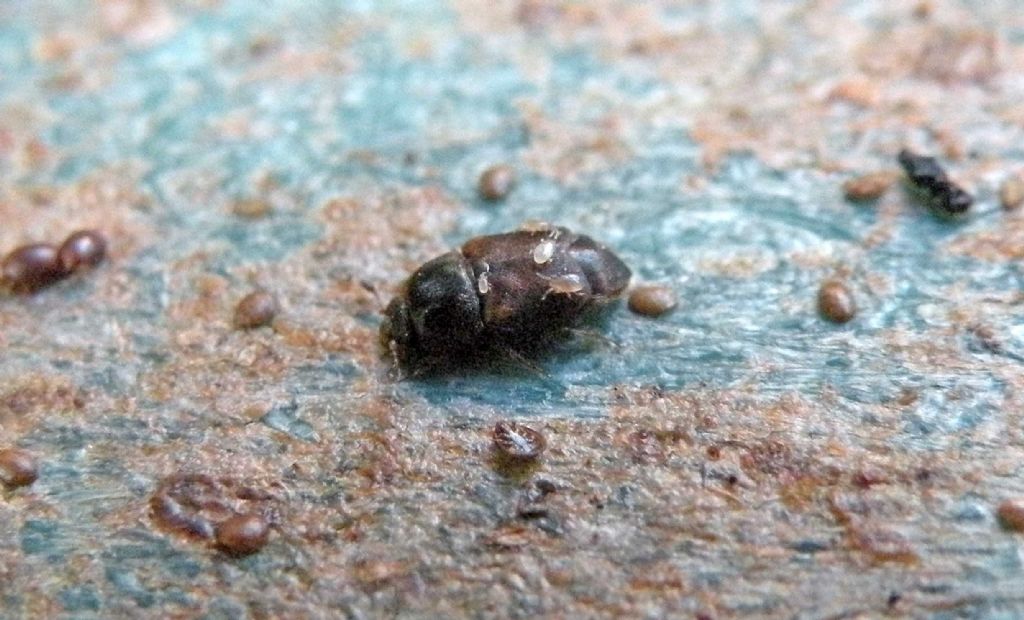 Nitidulidae: aff. Urophorus humeralis