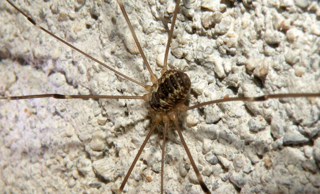 Amilenus aurantiacus femmina?  No,  Leiobunum sp. (Sclerosomatidae)i