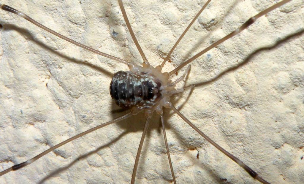 Amilenus aurantiacus femmina?  No,  Leiobunum sp. (Sclerosomatidae)i