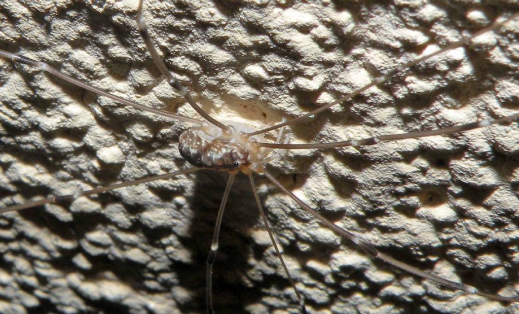 Amilenus aurantiacus femmina?  No,  Leiobunum sp. (Sclerosomatidae)i