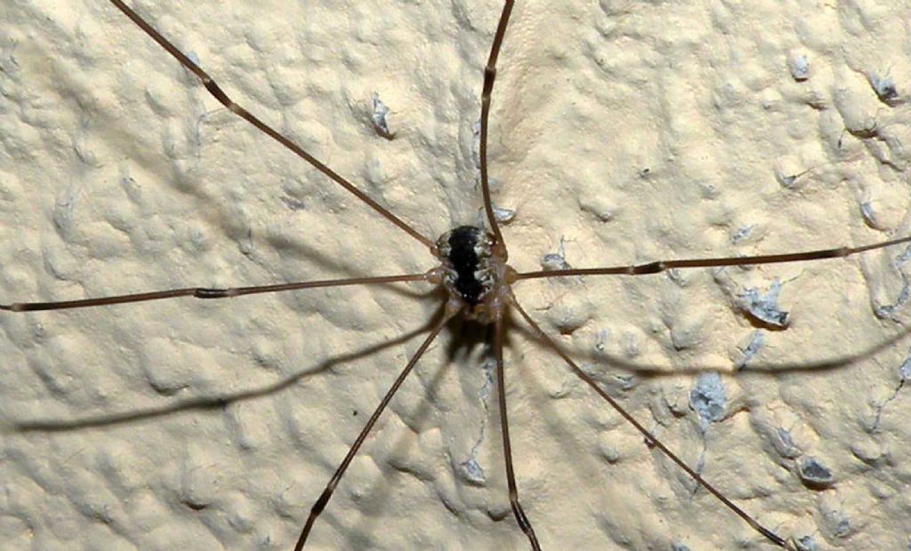 Opilioni di alta montagna: Leiobunum religiosum (Sclerosomatidae)