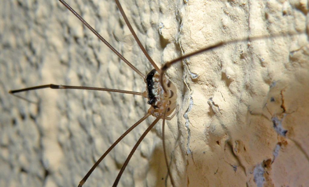 Opilioni di alta montagna: Leiobunum religiosum (Sclerosomatidae)