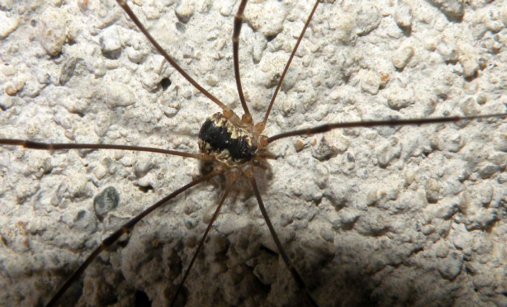 Opilioni di alta montagna: Leiobunum religiosum (Sclerosomatidae)