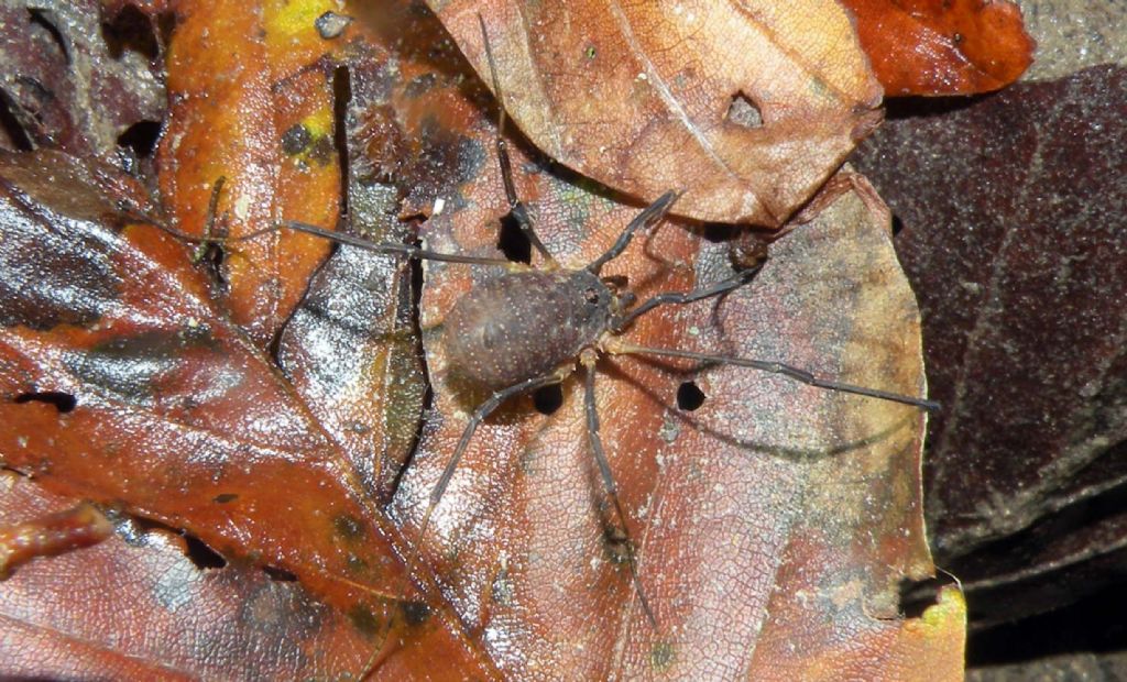 Di corsa nella notte:  Lophopilio palpinalis (Phalangiidae)